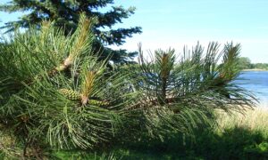 AGA初期の薄毛に悩む方におすすめの部分対策は？