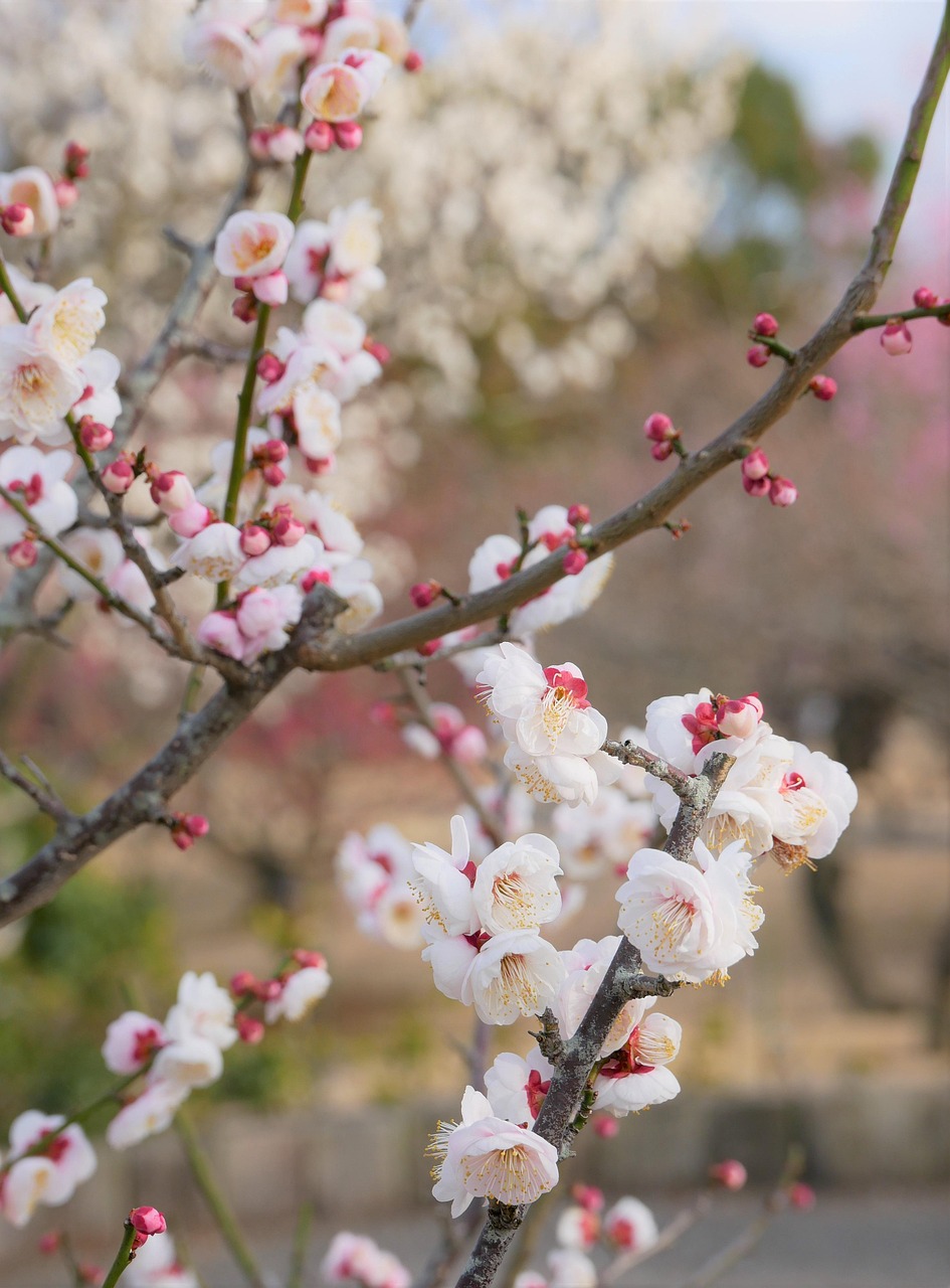 AGA治療を受けるなら、どのクリニックを比較すべきか？