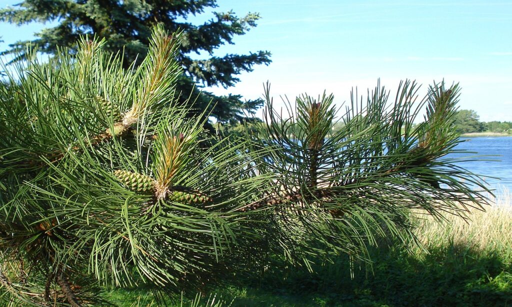 AGA初心者が知っておくべき効果が出る期間は？