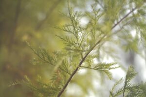つむじはげの対策にはどんなおすすめがある？