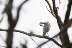 発毛実感はいつ感じる？AGA治療の比較で明らかに！